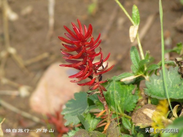 宁武芦芽山悬崖栈道,太原出发芦芽山马仑草原自驾路线
