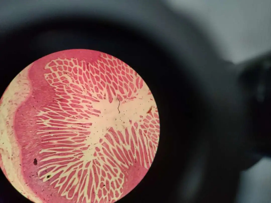 医学生学习打卡做题,医学生学习成果检验视频