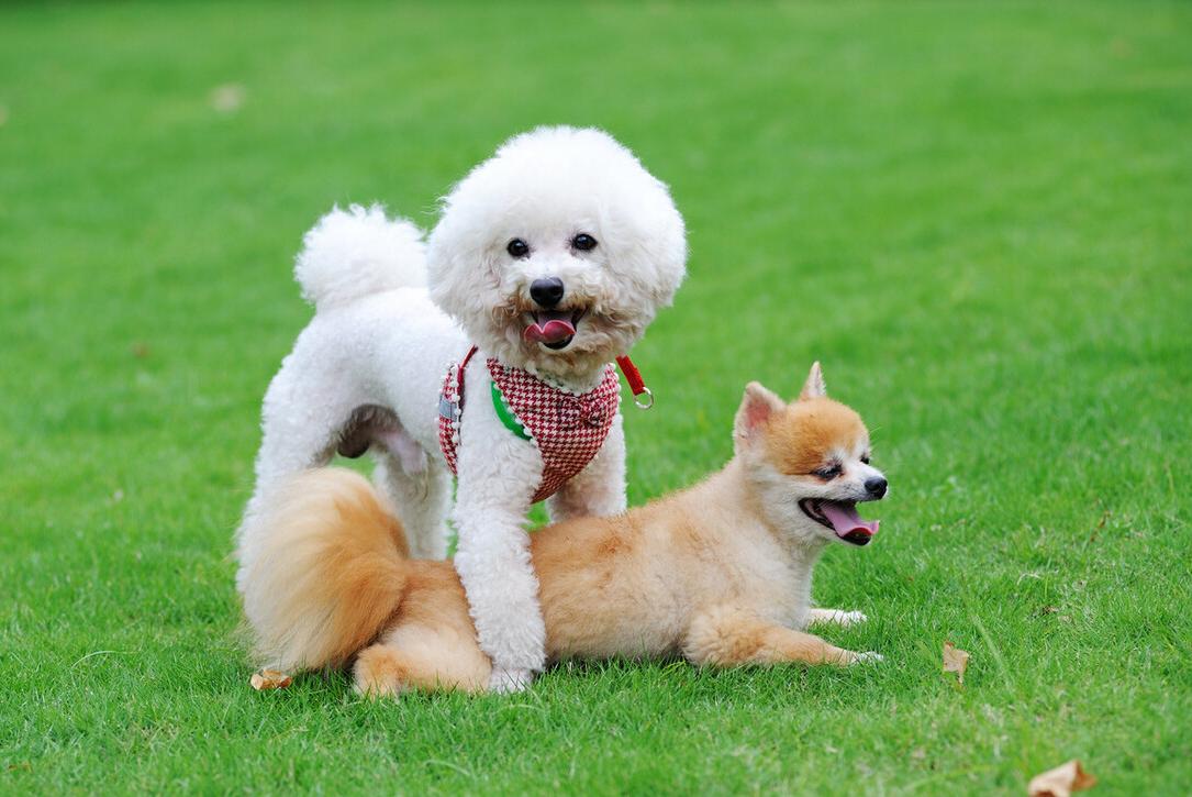 养比熊的方法和注意事项,4个月比熊喂养注意事项