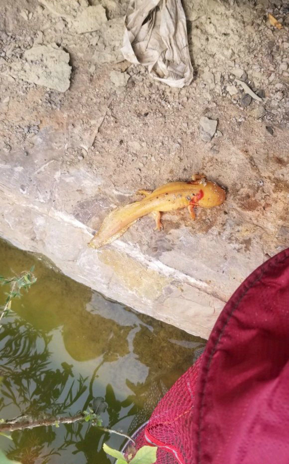 男子钓鱼时发现一条野生娃娃鱼,男子河边钓到娃娃鱼