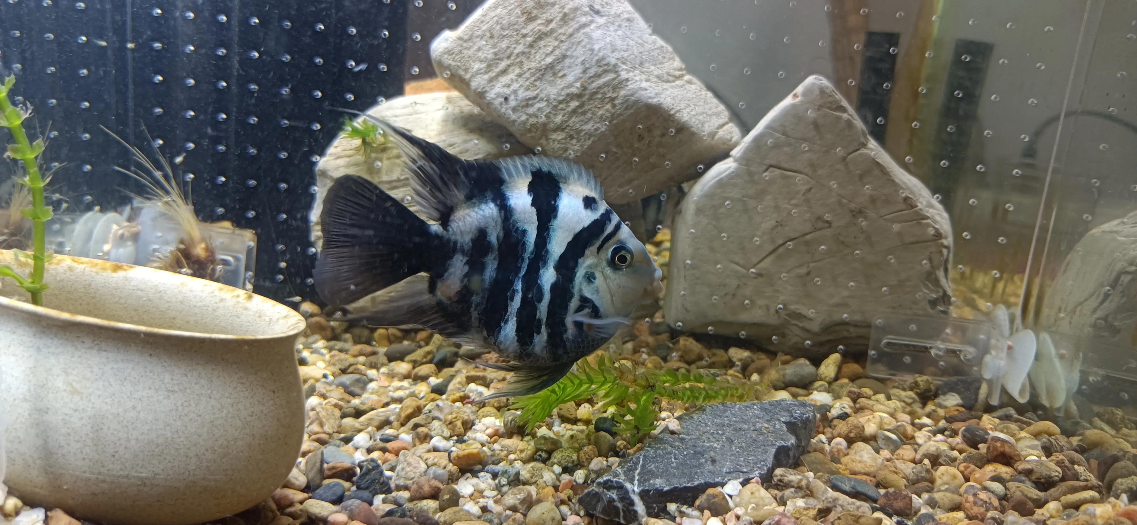 鹦鹉鱼可以跟迷你鹦鹉鱼一起养吗,迷你鹦鹉鱼和鹦鹉鱼能混合吗