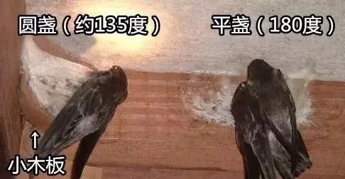 燕窝知识演讲,燕窝知识小视频