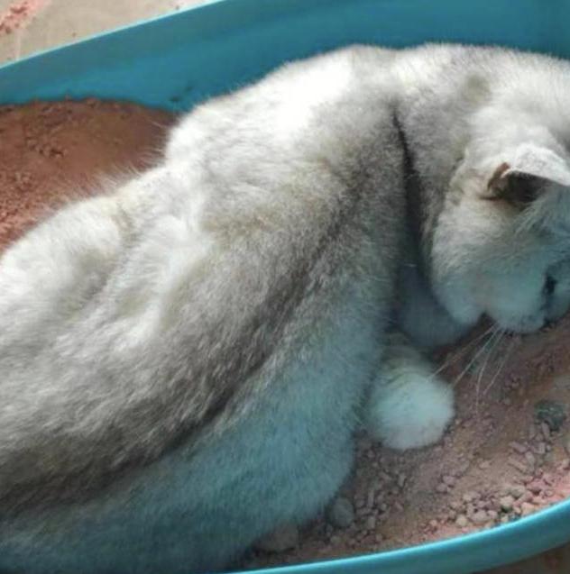 给猫留了几大盆猫粮,给猫咪留了很多猫粮