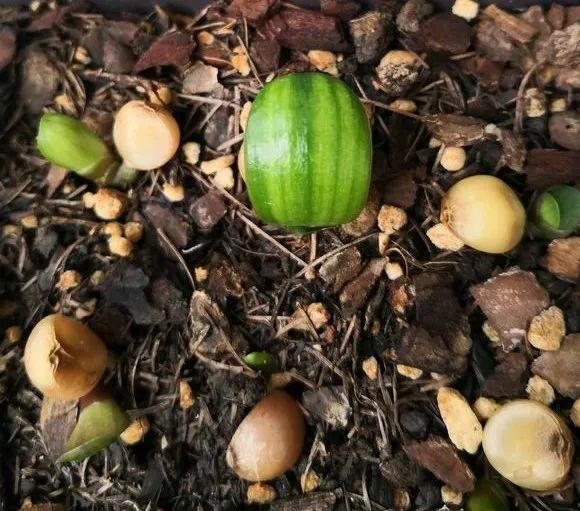 君子兰花盆里长黑色长毛,盆栽君子兰底下长小芽怎么回事