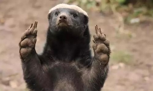 蜜獾平头哥发脾气,蜜獾平头哥对人友好吗