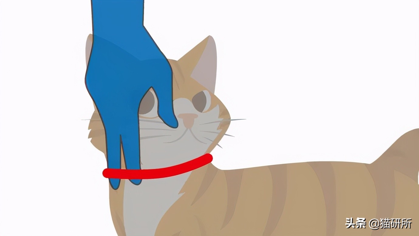 猫咪项圈对猫咪有危害吗,猫项圈给猫咪带来的危害