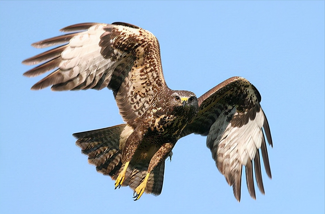 东江揽胜,惠州淡水常见鸟类图谱