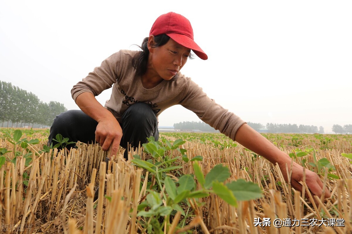 麦茬花生二次追什么肥好,麦茬花生种植技术如何浇水