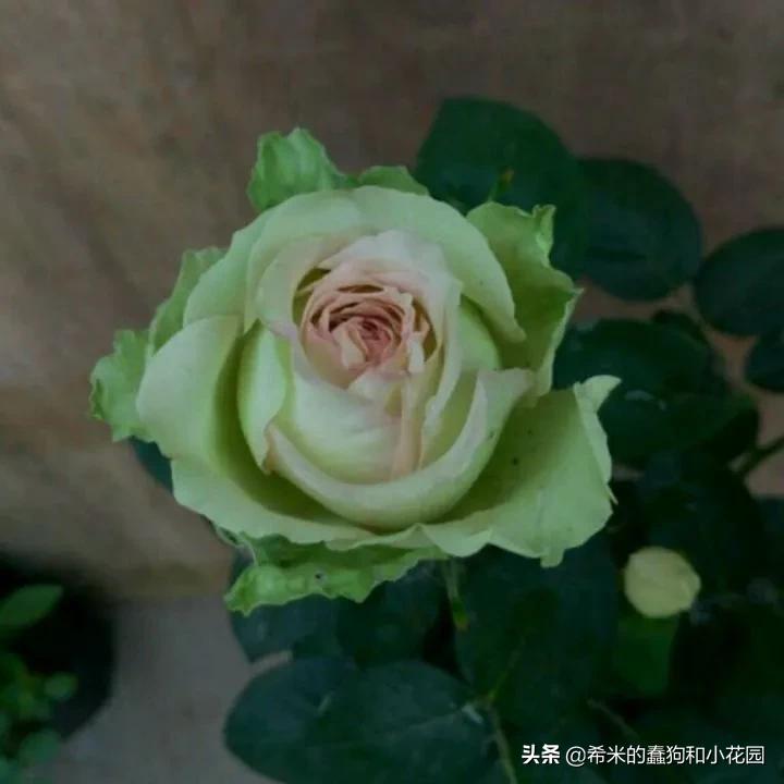 苦尽甘来栀子花,苦尽甘来推荐