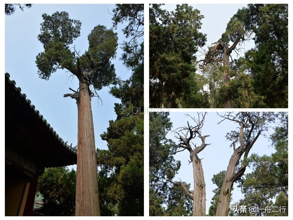 初冬的邂逅曲阜孔庙,游曲阜孔庙发朋友圈