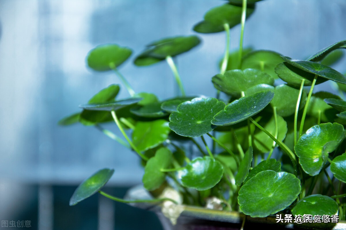 100种常种花卉养护秘籍,20种花卉浇水保养法