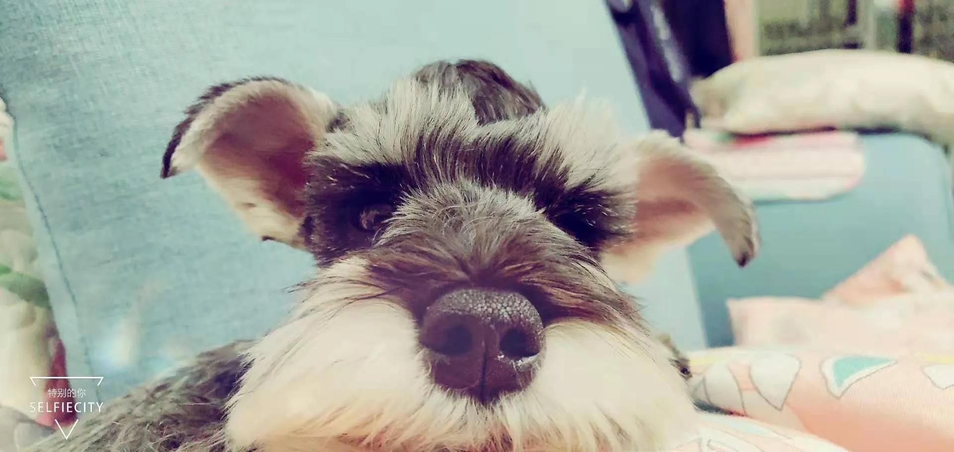 小狗是随时都可以怀孕吗,有狗狗后怀孕了注意什么