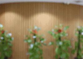 为什么炒菜老炒不好,同样的料炒菜就是不香