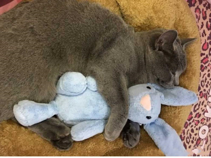 猫咪跳蚤怎么灭杀,猫咪跳蚤怎么彻底清除用什么喷雾