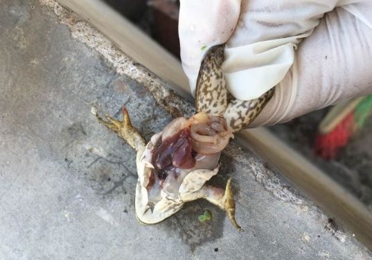 牛蛙腹水病用什么消毒,牛蛙蝌蚪有腹水什么原因