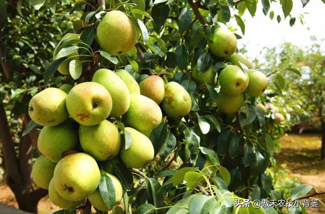 果树不能浇水的原因,果树出花芽可以浇水吗