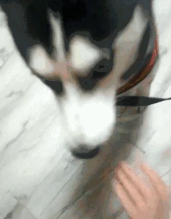 怎么强行喂狗吃药,快速喂狗