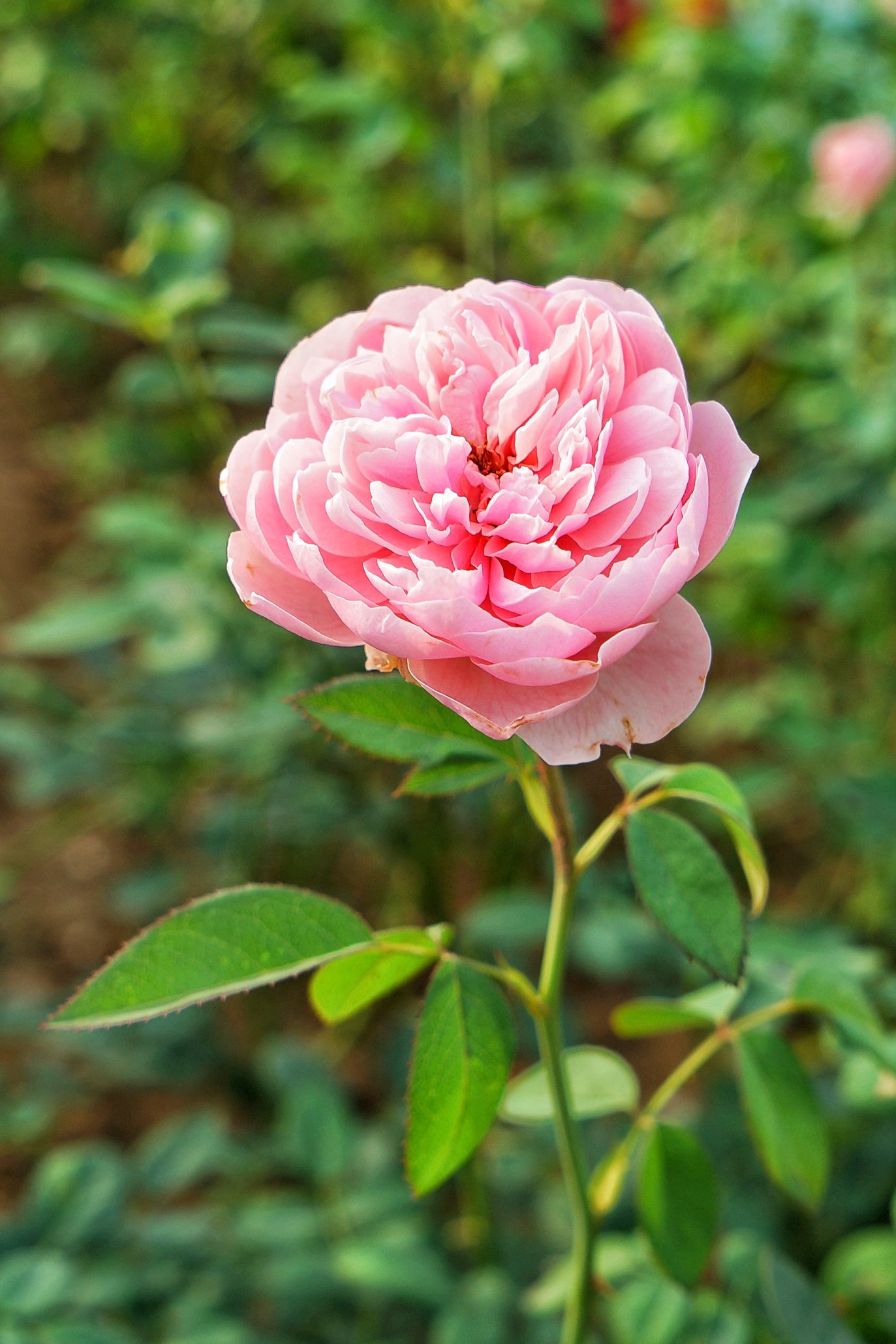 广州粉色浪漫花海,广东秋天粉色花海