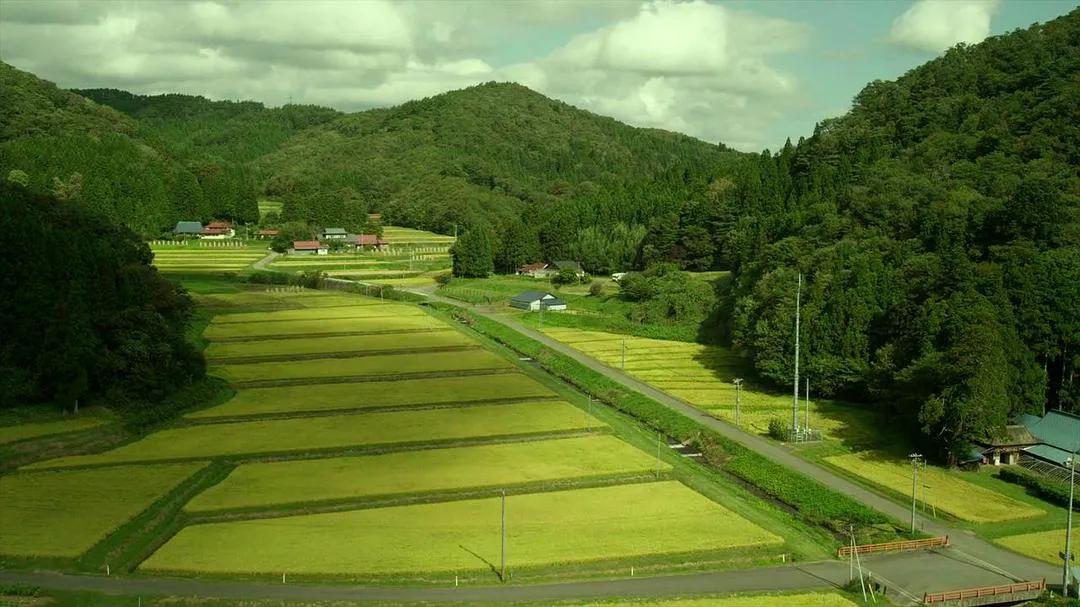 小森林治愈自己,小森林治愈歌