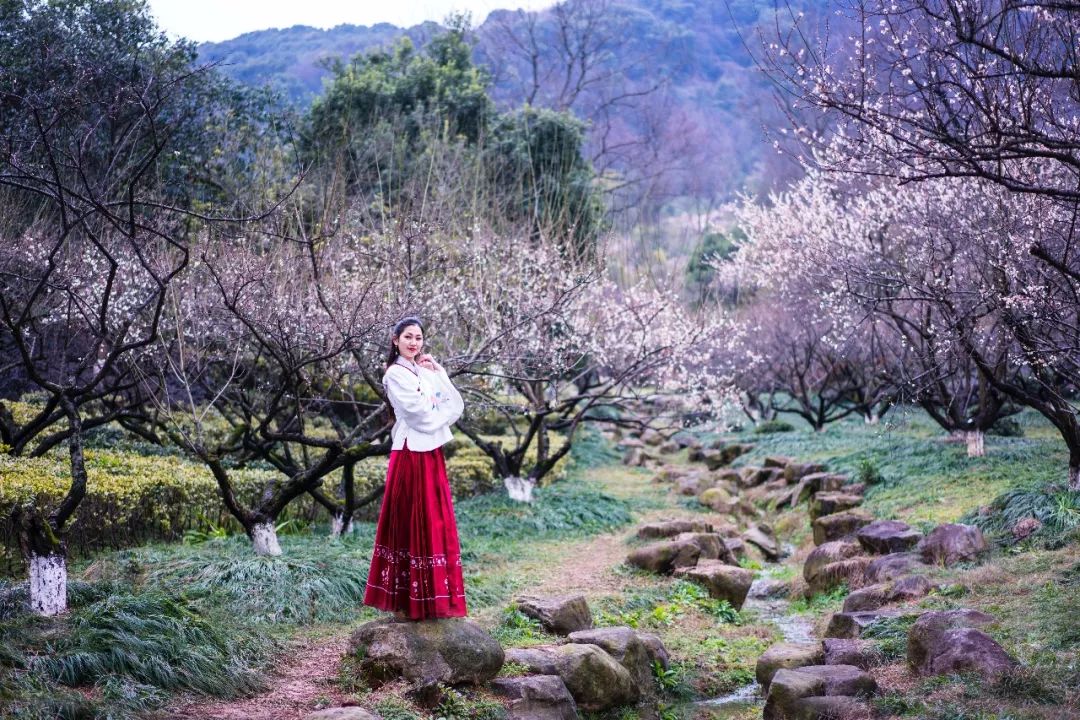 杭州孤山梅园图片,杭州赏梅园