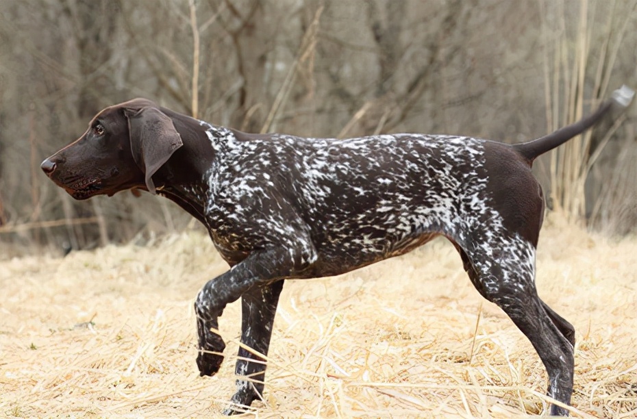 狗狗买什么品种最合适,怎么给狗狗选择宠物狗品种
