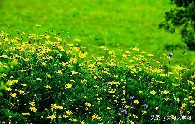 春日野菊|作者：​张耀中