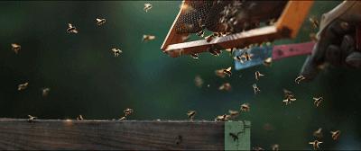 豆瓣9.3分这对夫妻打造1200亩生态农场，“堪称美版「李子柒」”