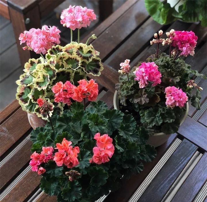 养花新手不知道养什么，就选这几种植物，轻松养爆盆