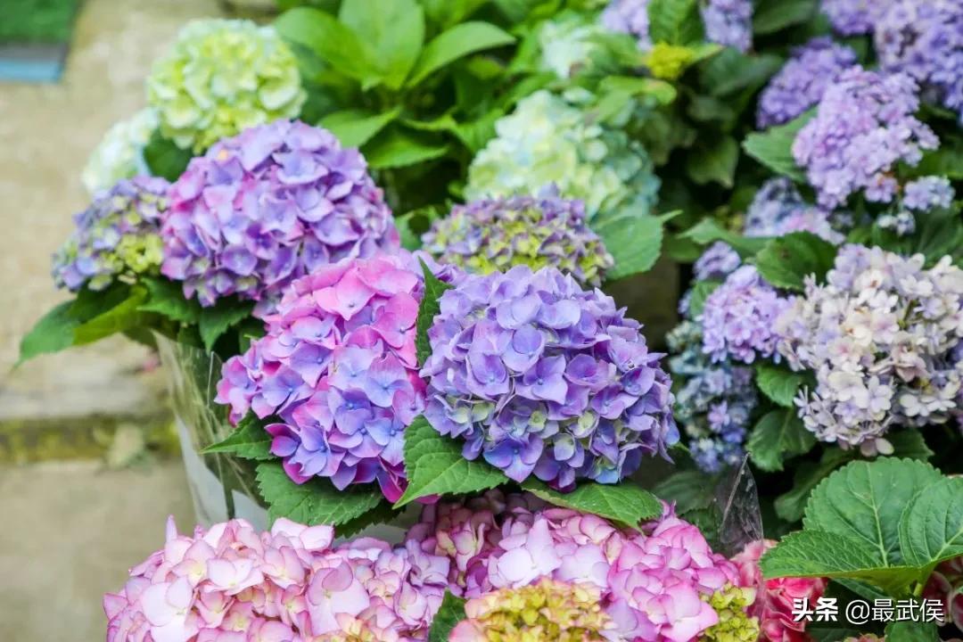 超便宜！成都铁轨下的花市5元买回一个春天！