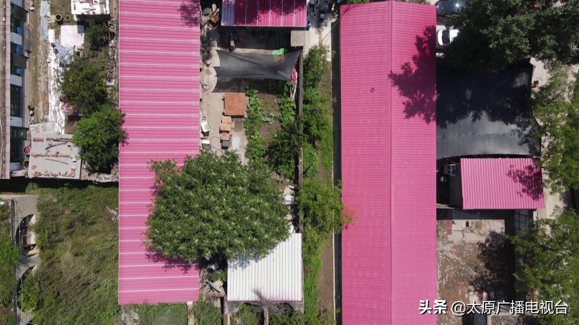 乡村振兴!太原要子庄村“绿”土地长出“金娃娃”