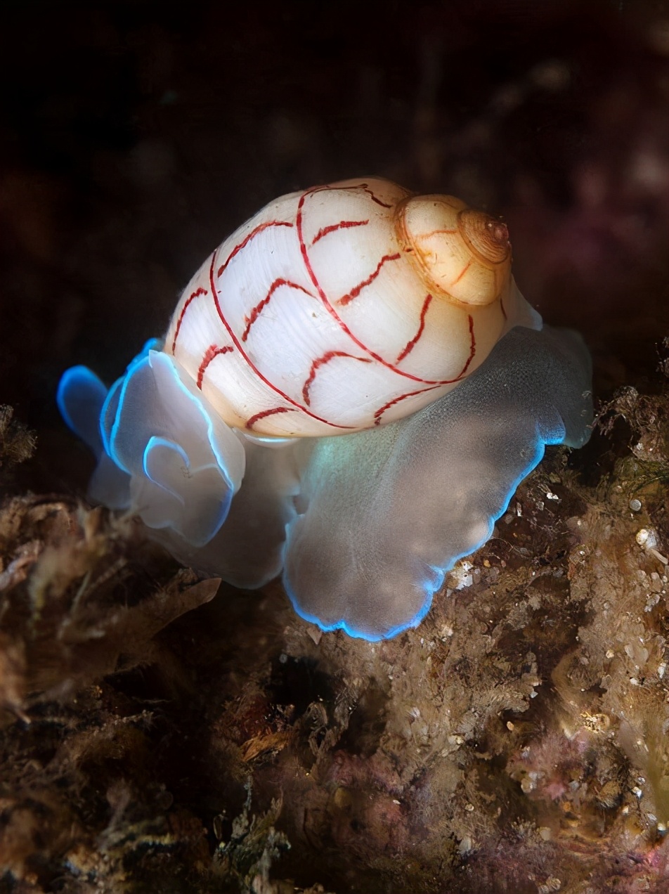 各种各样的蜗牛简单的,各种各样的蜗牛视频