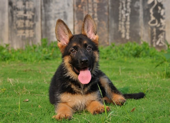 “德牧”的优点太多了，网友：养了之后就不想换了