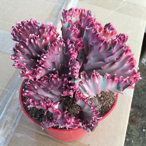 2种绿植一见强光黄叶越长越丑,不怕晒死又好养的绿植