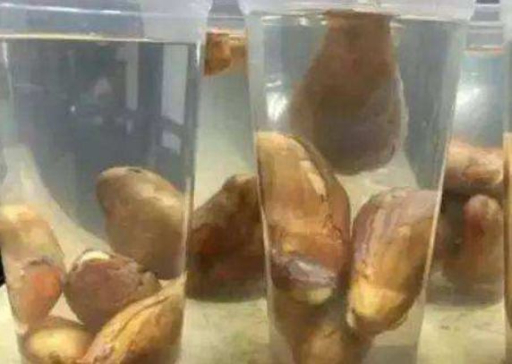 取出的榴莲能放几天,榴莲核种多久能结榴莲