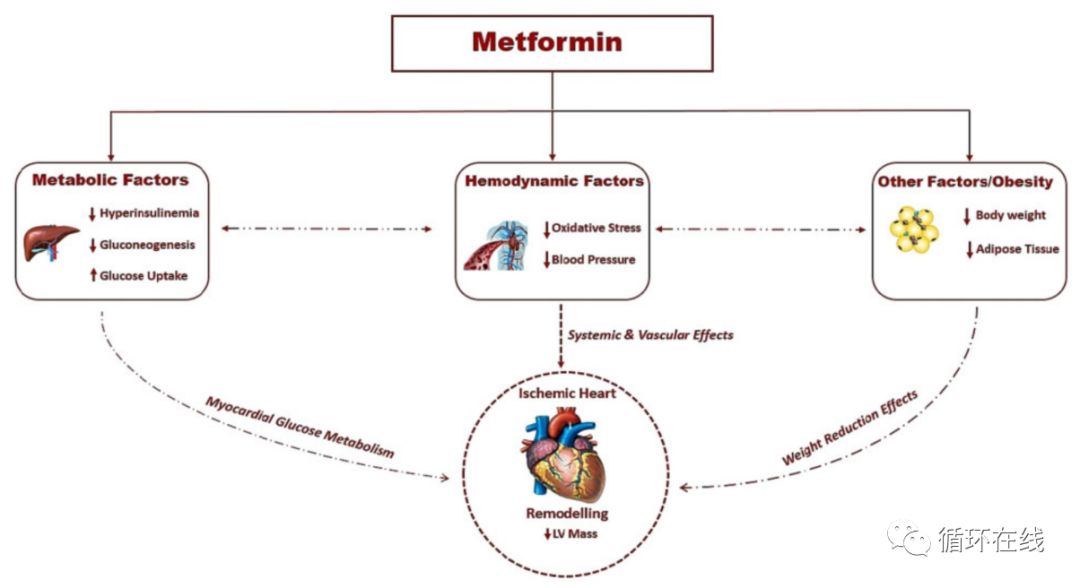 【彤心飞传】“神药”二甲双胍还能逆转左室肥厚？