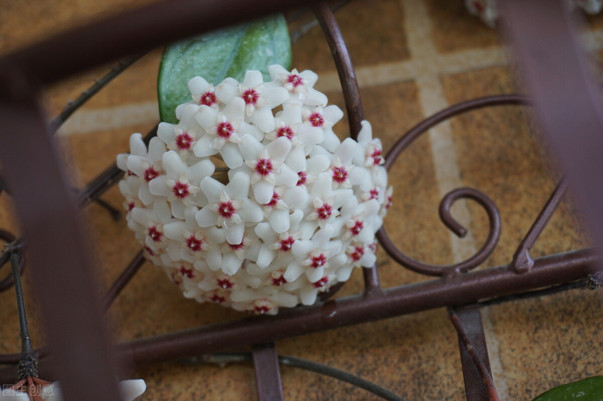 100种常见园林图鉴,列举20类不同的园林花卉