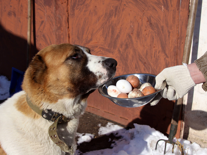 狗狗因吃鸡蛋出问题？原因不在于鸡蛋，而在于铲屎官疏忽大意