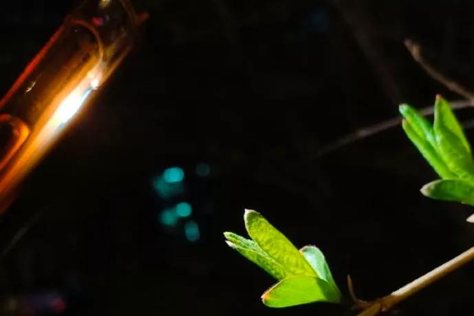 八年的暗恋小说,八千里路暗恋文