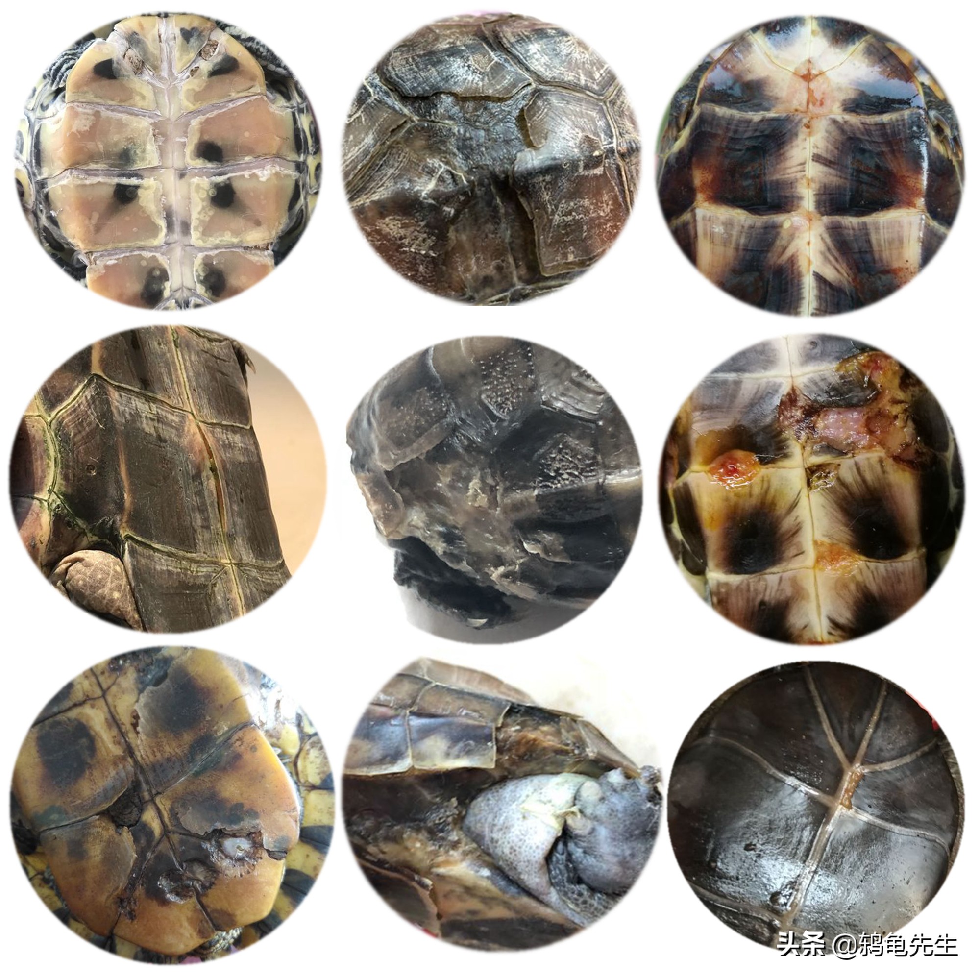 乌龟腐皮腐甲是真菌感染吗,乌龟有了腐皮腐甲会怕水吗