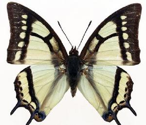 世界上的各种蝴蝶,为什么世界上有五彩斑斓的蝴蝶