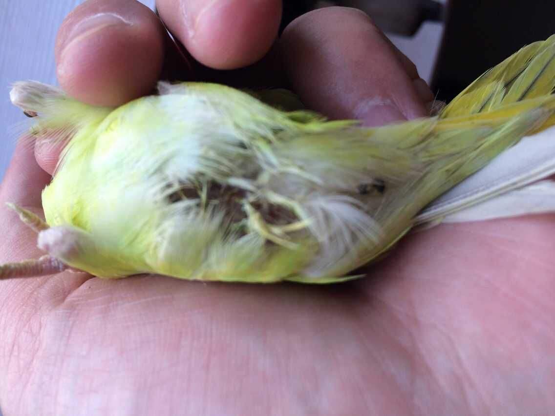 鹦鹉的七个求救信号,鹦鹉生病了有什么反应和症状