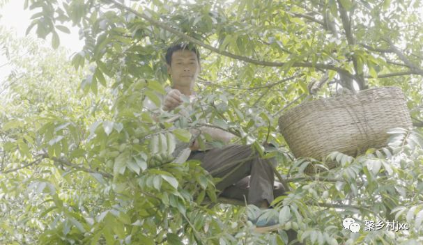 重庆江津石蟆青果,江津石蟆青果