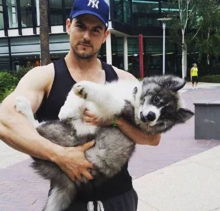 比柯基短腿好看的狗,和柯基杂交的狗狗都是小短腿吗