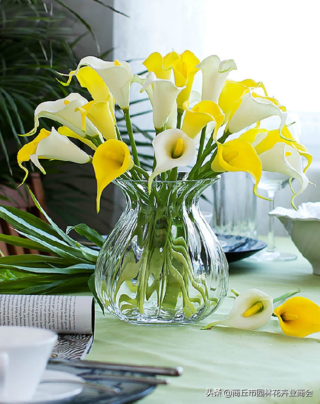 彩色马蹄莲怎么养好看,彩色马蹄莲种球复花