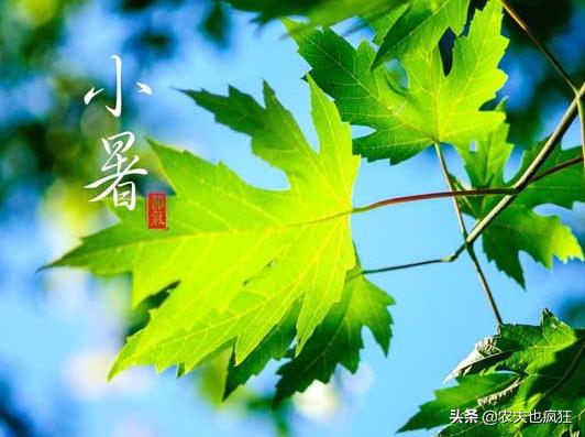 24节气中的小暑是几月几日星期几,小暑的时间和小暑代表什么