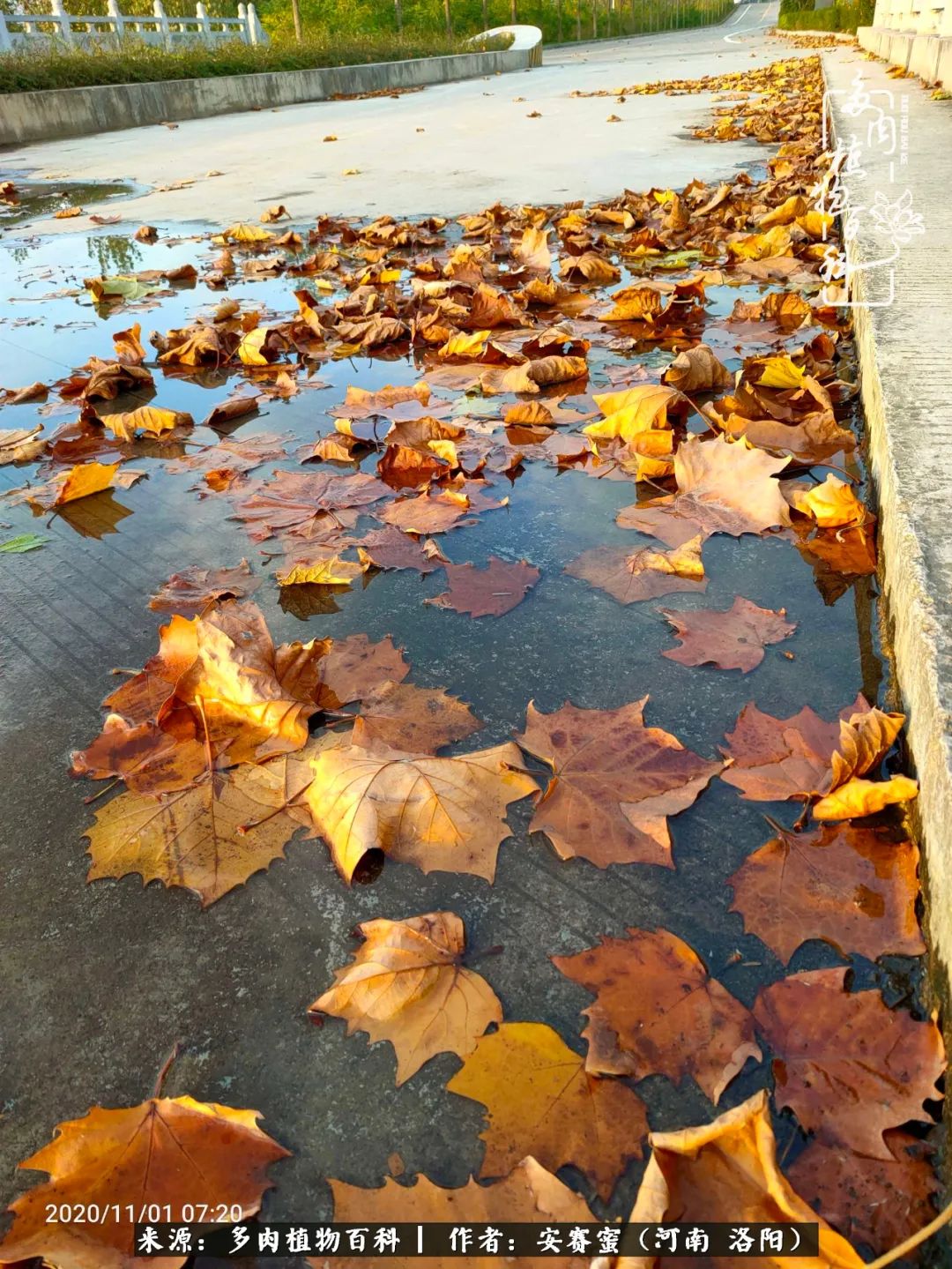 现在是多肉最美的季节,多肉最美的季节来啦