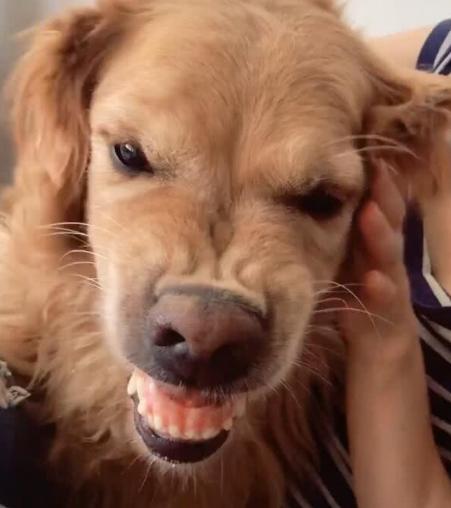 金毛吃醋护主,金毛跟兔子吃醋表现怎么样