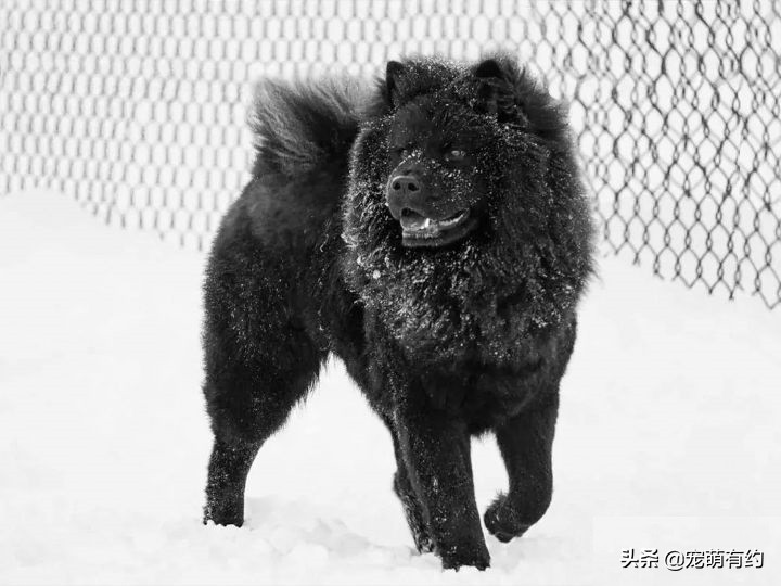 松狮犬的三大特征,松狮犬有几种系