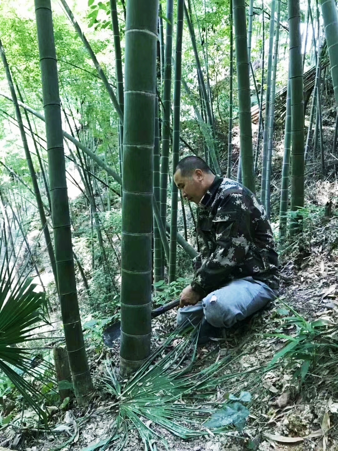 润之竹竹筒酒正宗竹叶青,竹叶青酒竹筒酒怎么制作的