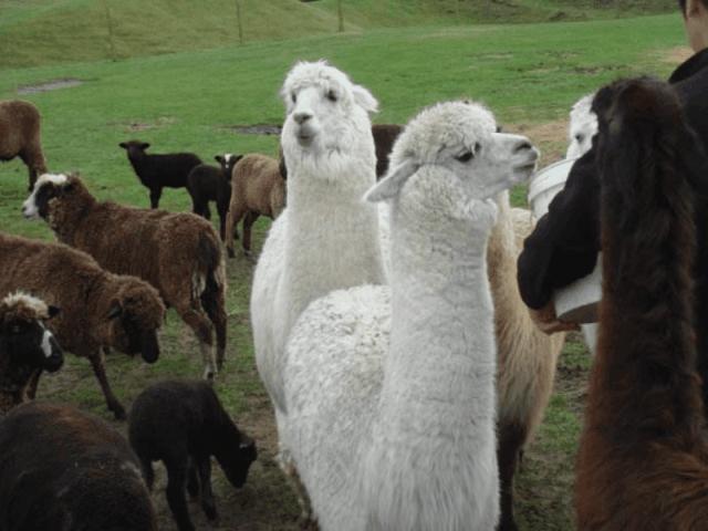 旅居生活新西兰,旅居在新西兰